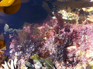 Rock pool of Corallina officinalis