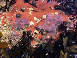 Red rock and purple Lithothamnion
