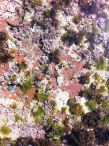 Rock pools specimens