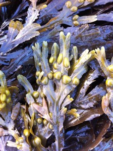 Fucus vesiculosus