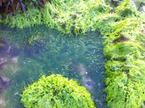 Green seabeds June 2013 075