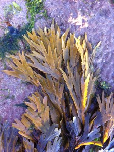 Fucus serratus