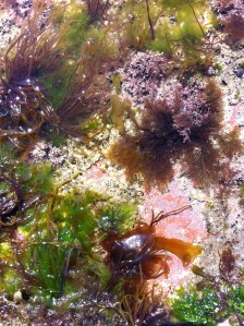 Rock pool reds