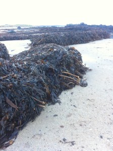 Seaweed pyres