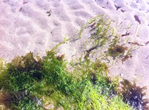 Enteromorpha underwater