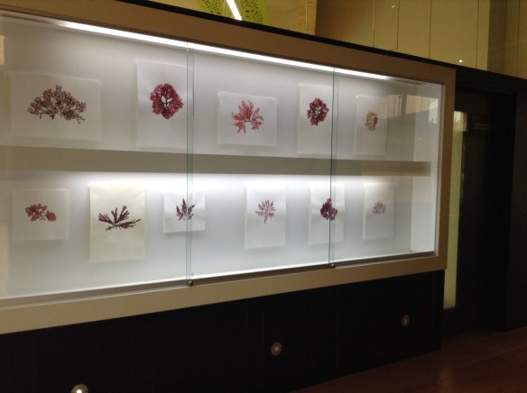 Sea Flora - Rhodophyta