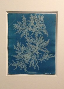 Anna Atkins - cyanotype
