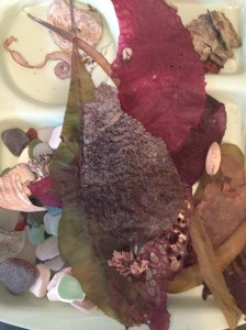 Josie's beachcoming treasures