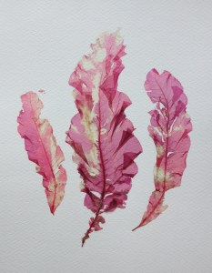 Delessaria sanguinea leaves 2