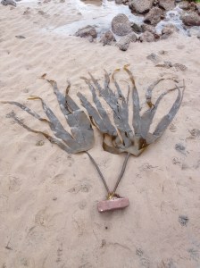 Laminaria digitata