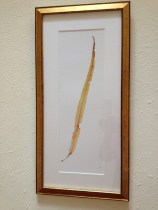 Golden Dabberlocks (Alaria esculenta)