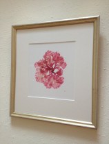 Pink Sea Fan (Callophyllis laciniata)