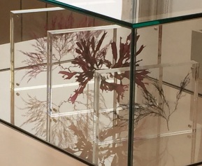 Seaweeds in Glass